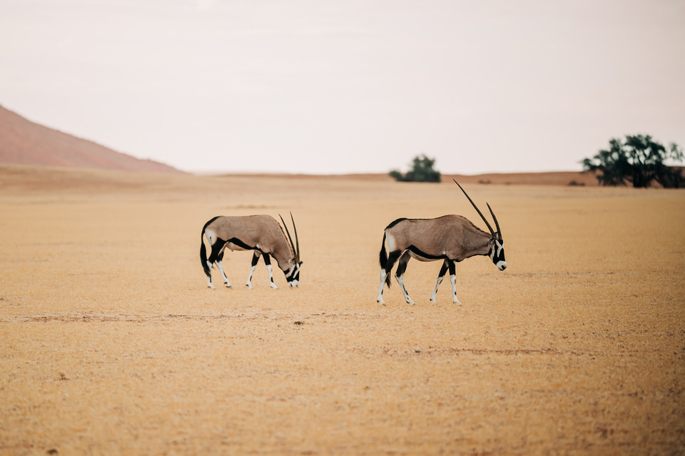 Sossusvlei National Park, Namibia – Oryx photo